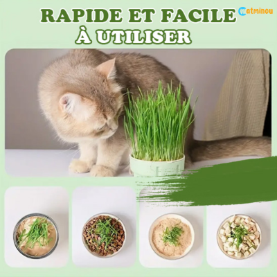 Tasse Herbe à chat. CatPousse™ -  Tasse de germination d'herbe à chat sans sol, réutilisable.