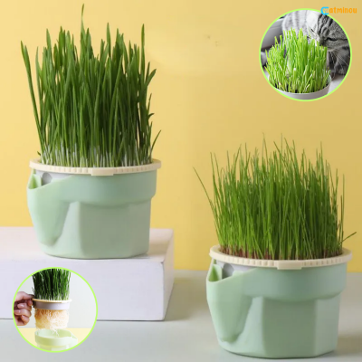 Tasse Herbe à chat. CatPousse™ -  Tasse de germination d'herbe à chat sans sol, réutilisable.